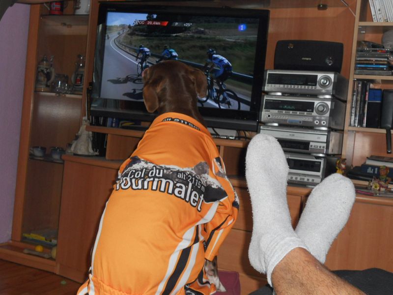 Un perro mirando la Vuelta por la tele