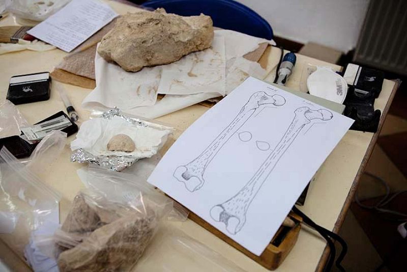 Cabeza de fémur que podría pertenecer a un humano