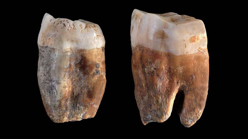 Los primeros fósiles humanos encontrados en Pinilla fueron dos molares de neandertales