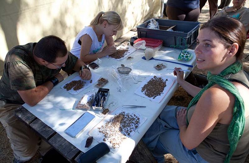 La separación de huestos fósiles de las rocas es un trabajo que requiere paciencia