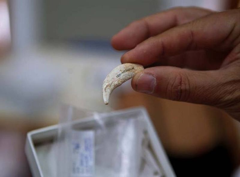 Colmillo de lobo hallado en las excavaciones