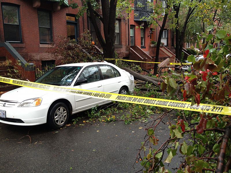 Árboles caídos en Washington D.C.