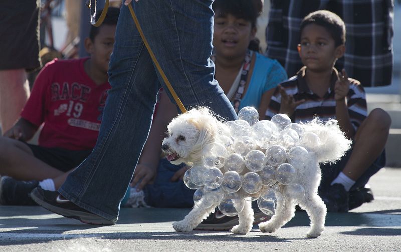 Disfraces para perros Halloween 2012