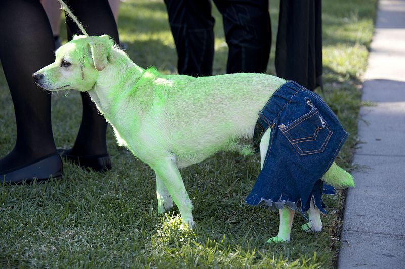 Perros en Halloween 2012