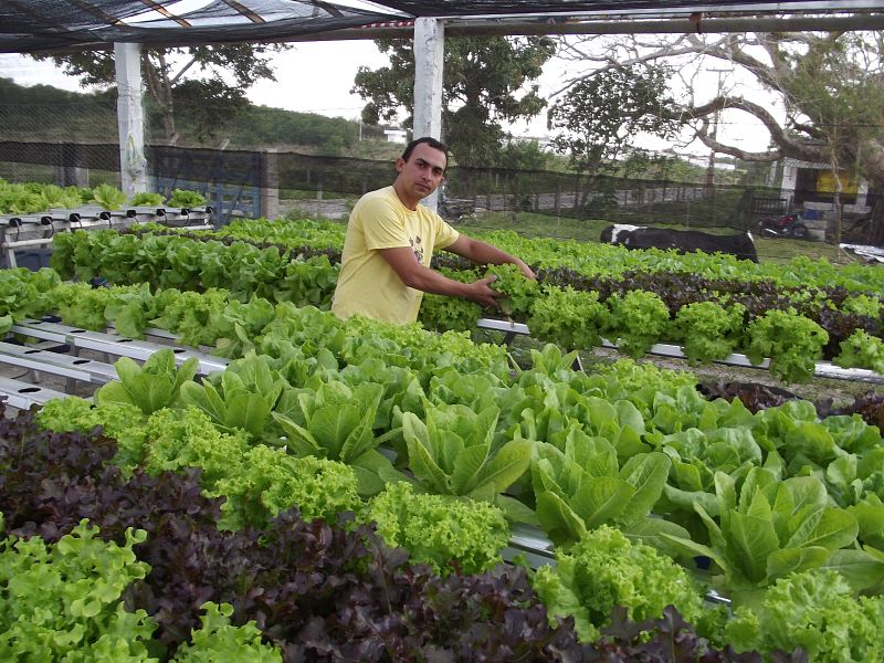Lechugas hidropónica