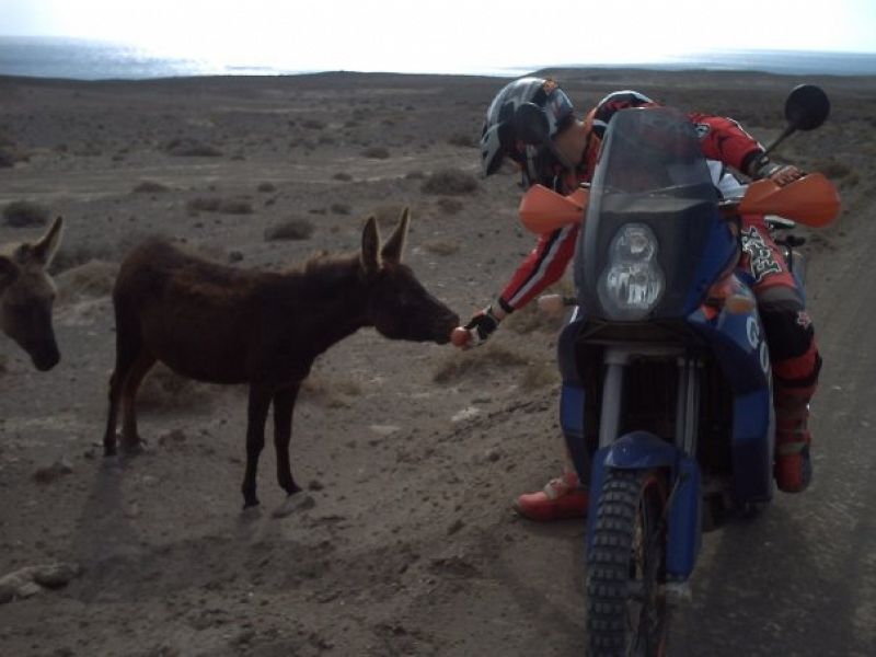 En estado salvaje