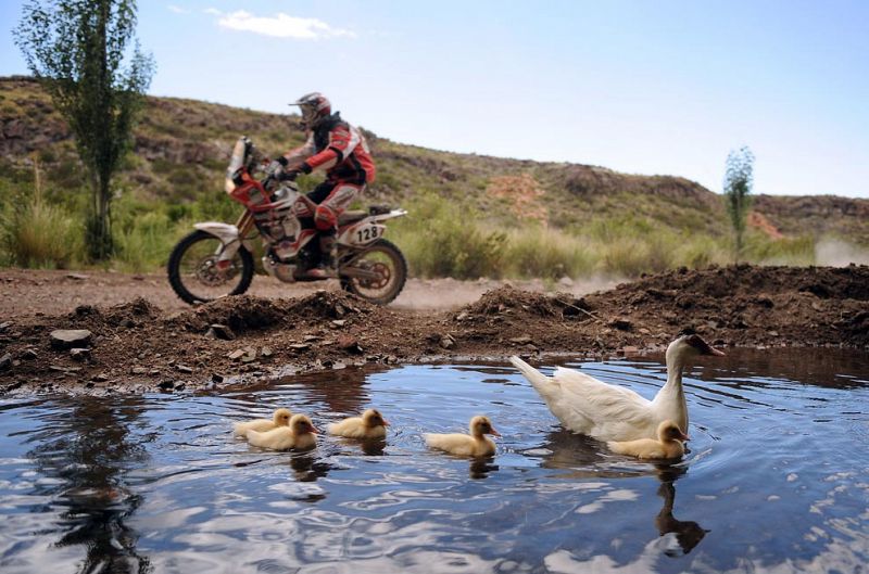 Estanque para Patos