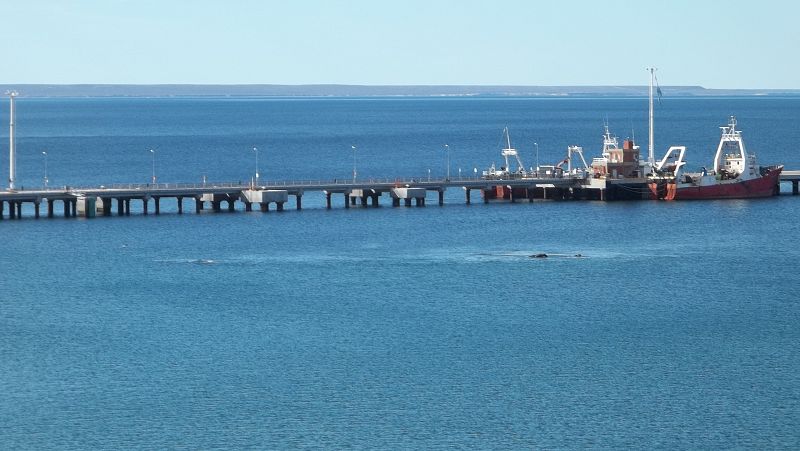 ballenas en el golfo nuevo