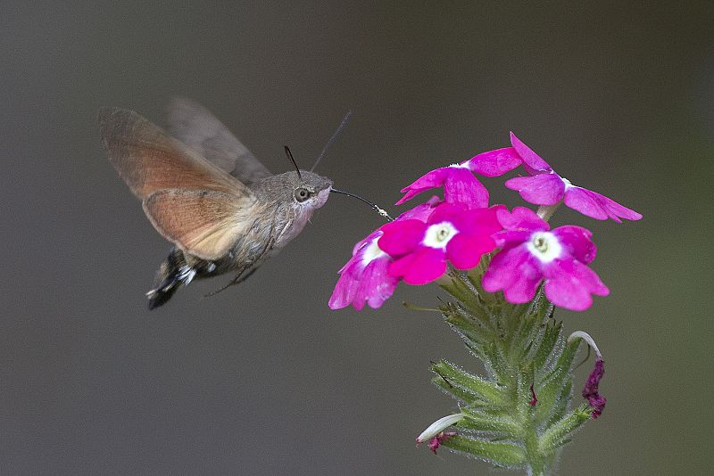 Un colibrí en Lodz, Polonia