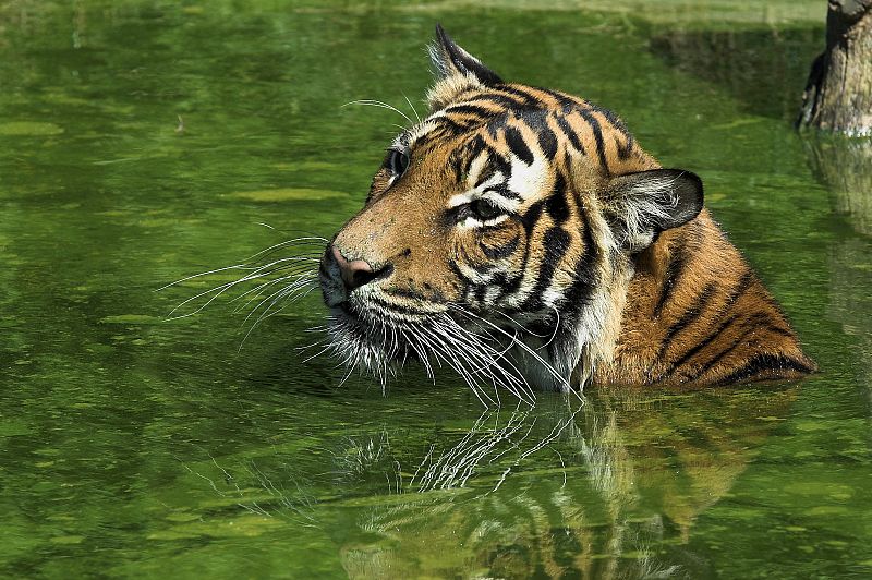 Tigre malayo nadando en el parque zoológico de Dortmund.