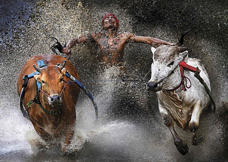 Chen Wei Seng of Malaysia has won the first prize in the Sports Action Single category of the World Press Photo Contest 2013 with this picture of a jockey during the Pacu Jawi bull race in Batu Sangkar,