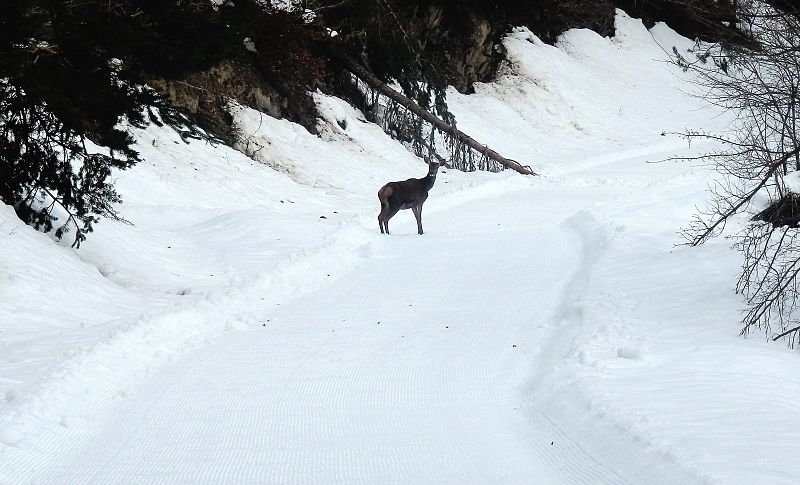 NIEVE EN NAVARRA