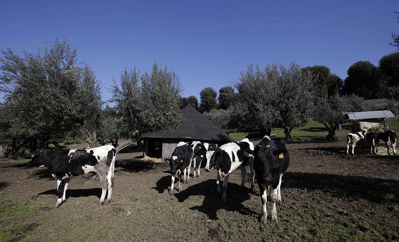 Vacas en los jardines de Castel Gandolfo