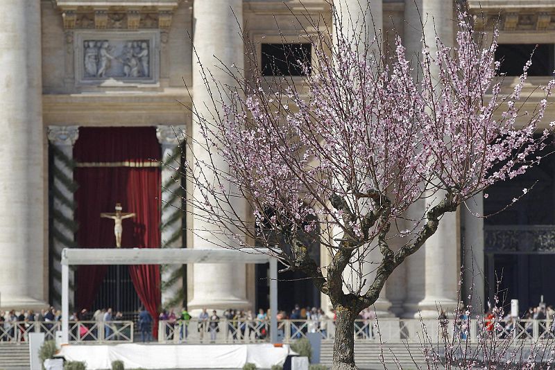 A peach tree blossoms in St. Peter's Square