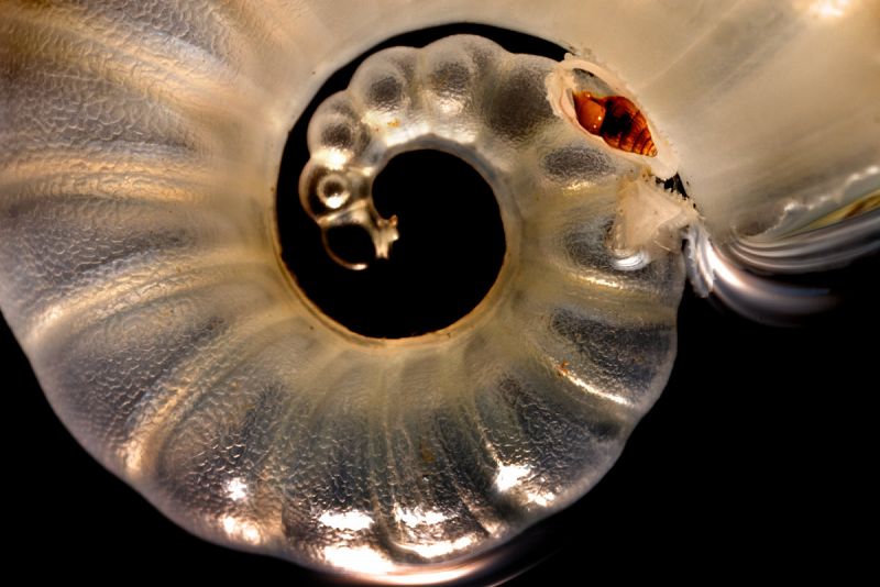 Concha de molusco cefalopodo Spirula spirula - Expedición Malaspina 2010