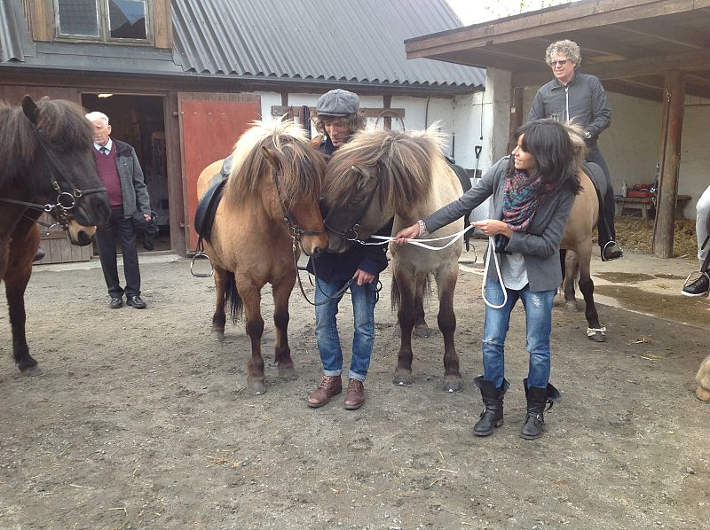 Romántico momento de dos caballos islandeses