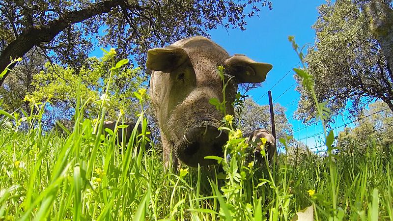 Los pasos del jamón