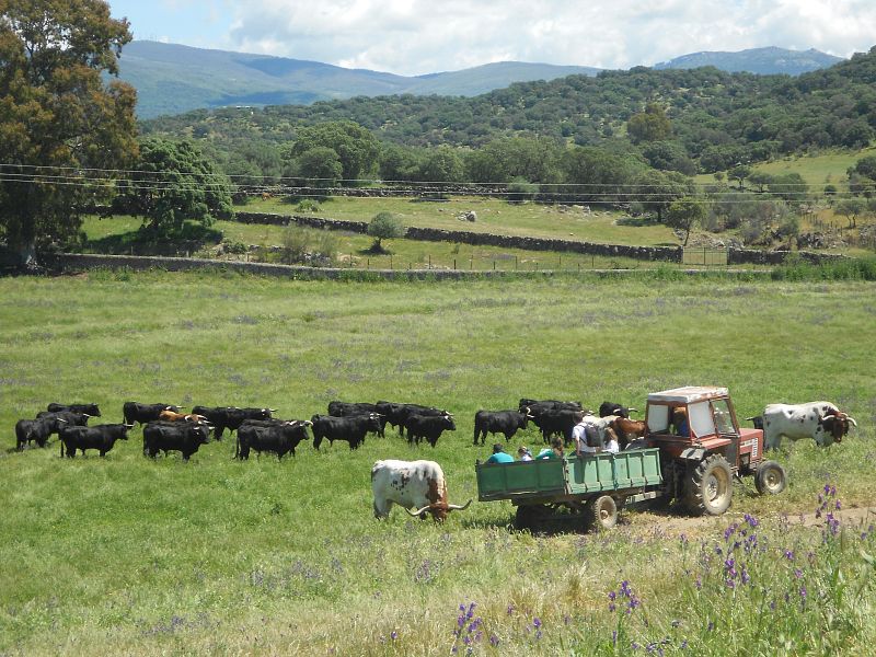 Ganadería de Mónica
