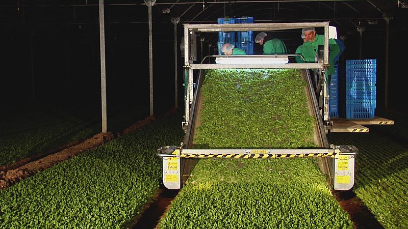 Cómo se elabora una bolsa de ensalada