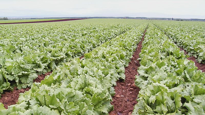 Cómo se elabora una bolsa de ensalada