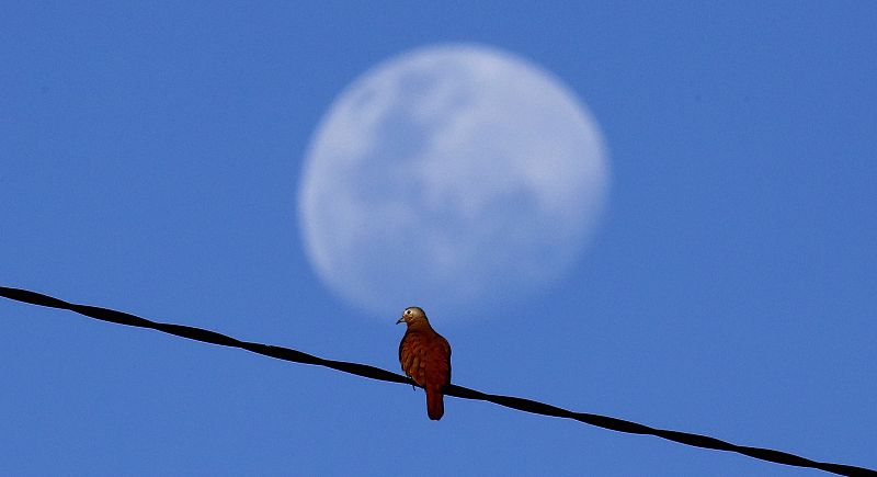 Un pajaro oscila en un cable cerca de un estadio en Salvador