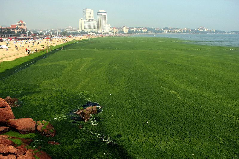 Es el sexto verano que el Mar Amarillo, en Qingdao (este de China), se cubre de algas