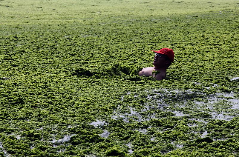 Un hombre nada despreocupado en el mar de algas de la especie Enteromorpha prolifera