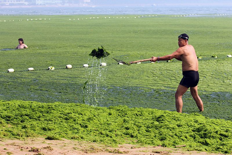 Un hombre aparta algas del mar. La Enteromorpha prolifera puede afectar a la pesca y al turismo.