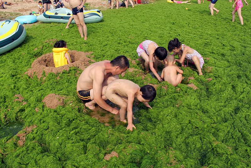 Los habitantes de Qingdao aprovechan las algas para su ocio antes de que las retiren los trabajadores públicos con excavadoras.