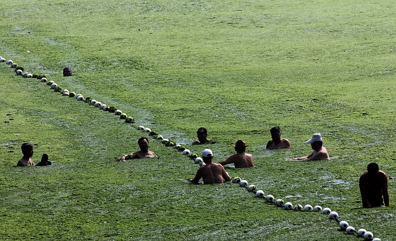 La invasión de algas ha cubierto unos 28.900 kilómetros cuadrados, el doble que la anterior mayor floración, en 2008.