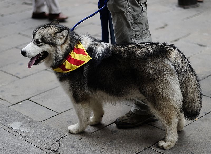 Un perro con un pañuelo alrededor del cuello también se ha unido a la celebración de la Diada del 11 de septiembre.