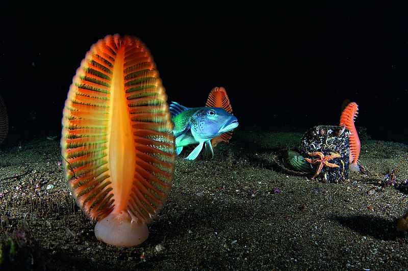 Carbonero  moviéndose entre pennatuláceos en las aguas poco profundas de Long Sound (Nueva Zelanda)