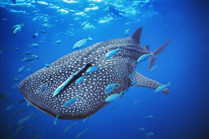 Tiburón Ballena en la costa de Australia