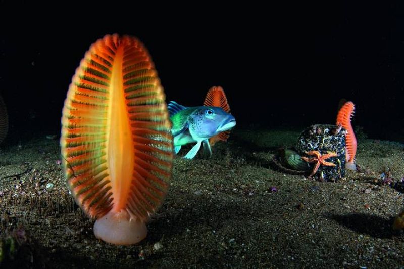 Carbonero  moviéndose entre pennatuláceos en las aguas poco profundas de Long Sound (Nueva Zelanda) 