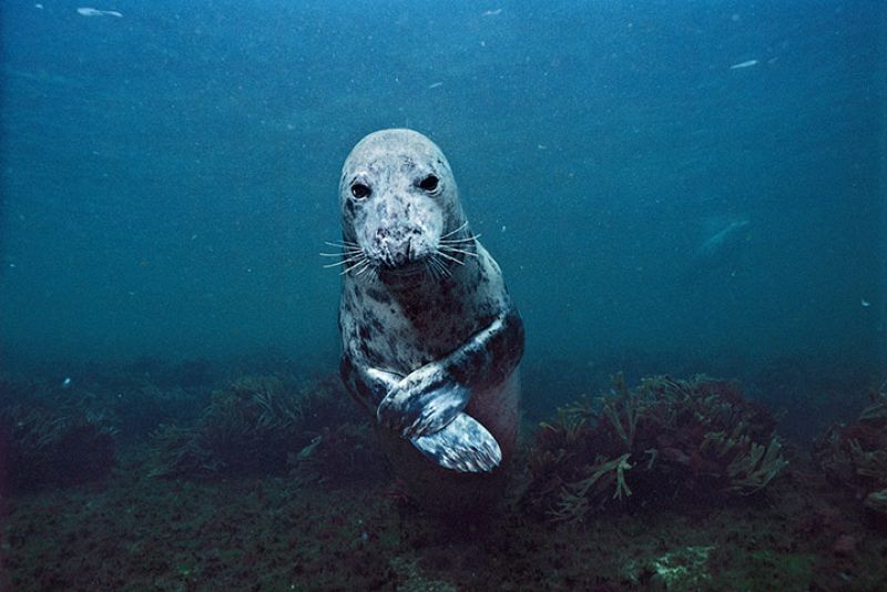 Foca gris en el golfo de Maine, Estados Unidos