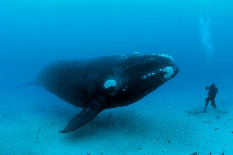 'Right  Whales', una premiada fotografía de Brian Skerry