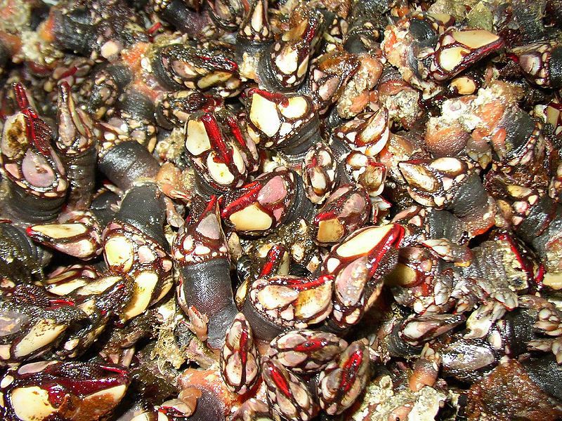 España a ras de cielo - Vivimos del mar