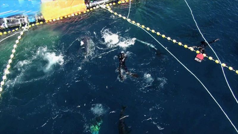 España a ras de cielo - Vivimos del mar