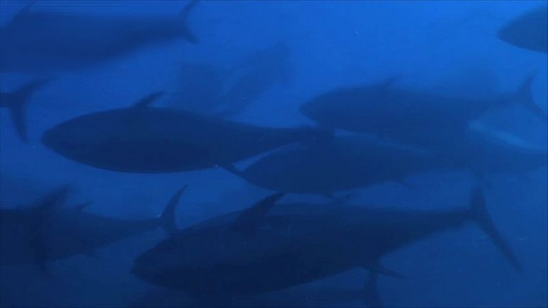 España a ras de cielo - Vivimos del mar