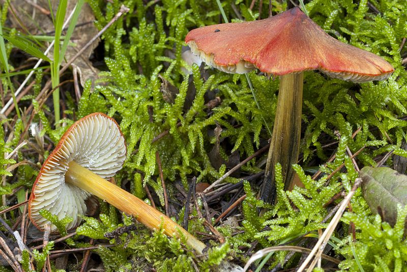 Hygrocybe conica