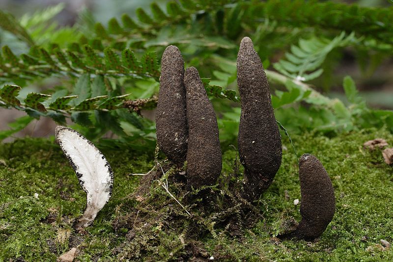 Xylaria polymorpha