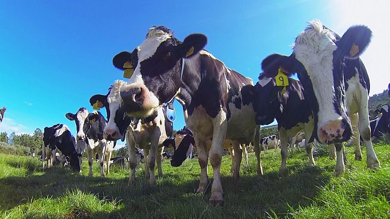 La elaboración de la mantequilla