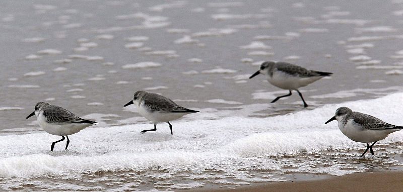 TEMPORAL MARITIMO Y DE VIENTO