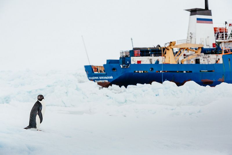 Un pingüino junto al 'Akademik Shokalskiy'