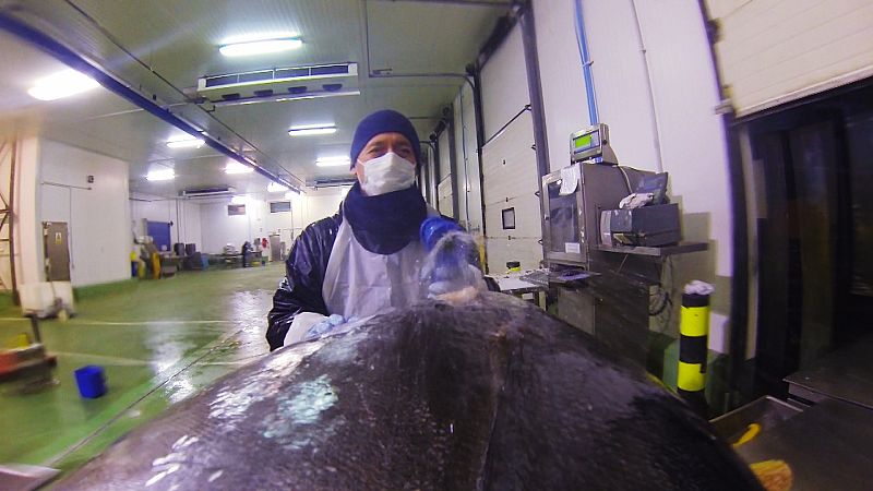 ¿Cómo se elaboran los lomos de atún?