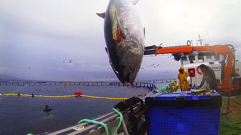 ¿Cómo se elaboran los lomos de atún?