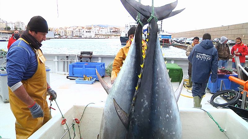 ¿Cómo se elaboran los lomos de atún?