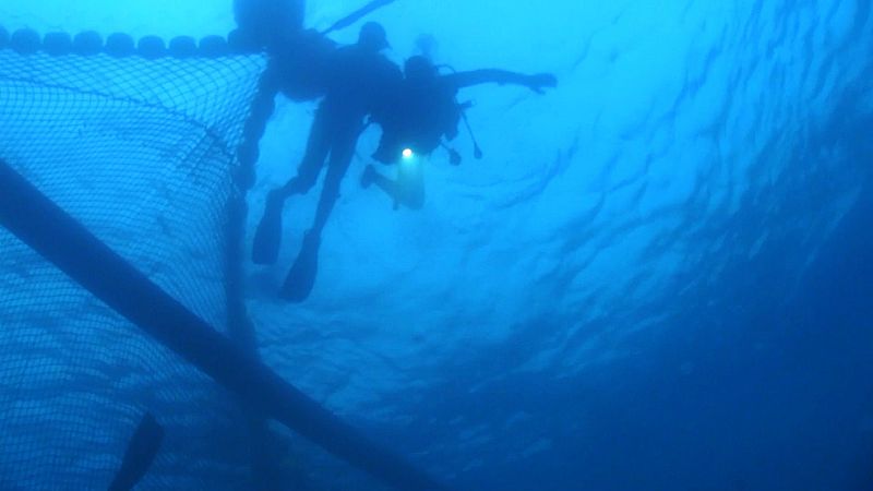 ¿Cómo se elaboran los lomos de atún?