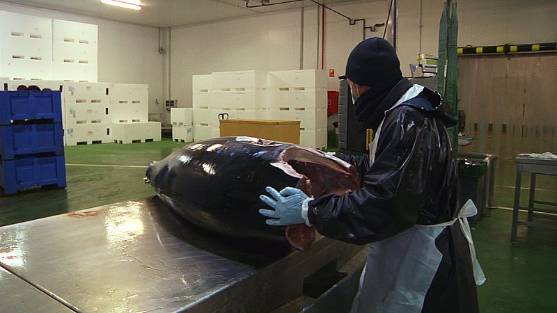 ¿Cómo se elaboran los lomos de atún?