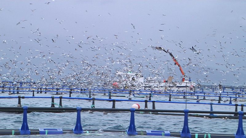 ¿Cómo se elaboran los lomos de atún?